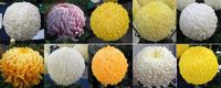 Early Incurved Collection - 1 of each variety (10 plants)